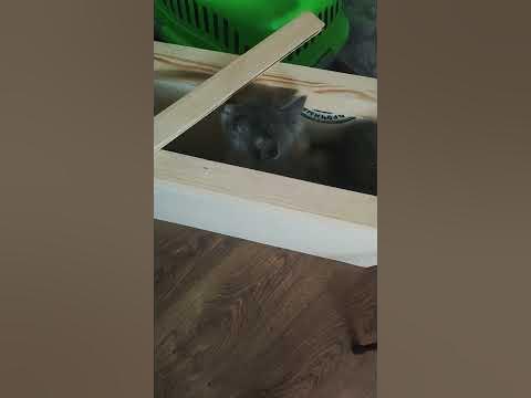 кошка пчелка. - YouTube