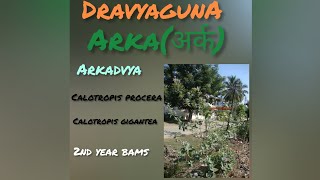 DRAVYAGUNA||ARKA||अर्क||ARKADVYA||CALOTROPISPROCERA||CALOTROPISGIGANTEA||2ND YEAR BAMS||PAHRMACOLOGY screenshot 1