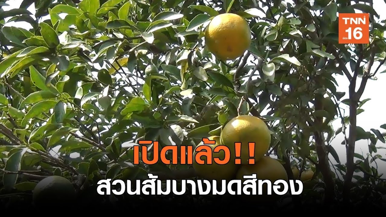 เปิดแล้ว!! สวนส้มบางมดสีทองปลอดสารพิษ กินฟรี!! | เรื่องดีดีทั่วไทย - Youtube