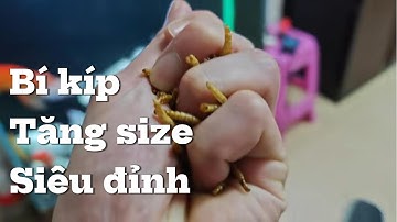 Hướng Dẫn Nuôi Cá Chép Phi Tần Tăng Size Nhanh Nhất