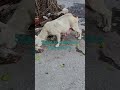 regreso por más comida la blanquita