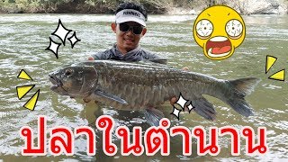 ตำนานแห่งสายน้ำ ปลาพลวงน้ำเงิน blue mahseer by  fishingEZ