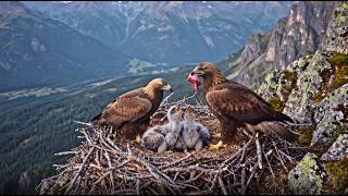 Golden Eagles: The Fierce Survival Battle to Protect Their Nest and Chicks |  Documentary