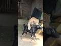 #sorts #viralvideo #funny