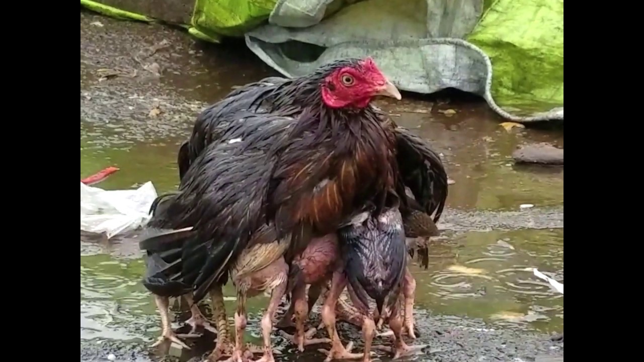 Chicken Protects Babies From Rain With Her Wings - Vizag, India (Video)