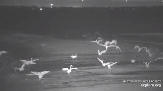 Mississippi River Flyway Cam. Dancing Sandhill Cranes - explore.org 04-30-2021