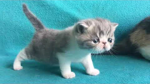 Video 735871: tabby white exotic shorthair, blue white exotic shorthair