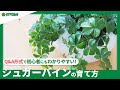 тШШ121 How To Grow Sugar Vine What Should You Be Careful Of To Keep It From Dying Watering Fer тШШ121 How To Grow Sugar Vine What Should You Be Careful Of To Keep It From Dying Watering Fer