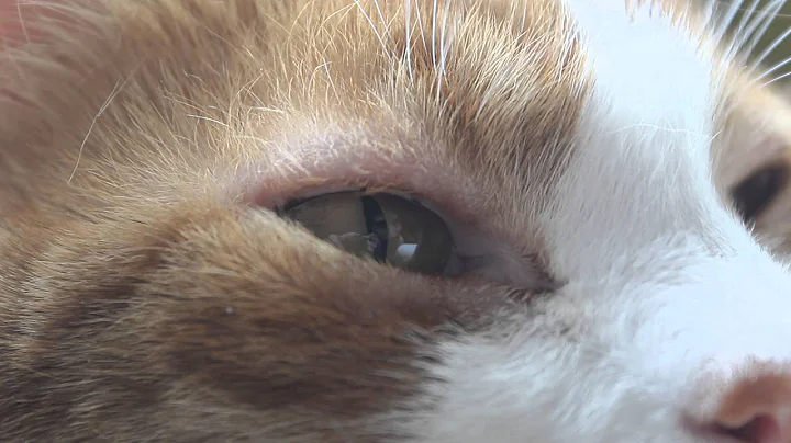 "I wish we could see ourselves through Tipsy's eye...