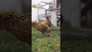 Cluck Cluck! Fun Facts About Chickens for Kids | Educational Animal Video for Toddlers #chicken