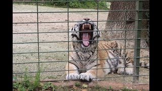 Big Tiger L France L Zoo African Safari