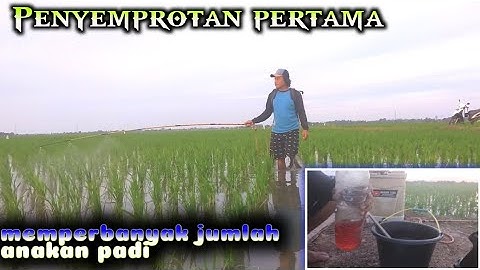 CARA MEMPERBANYAK ANAKAN PADI