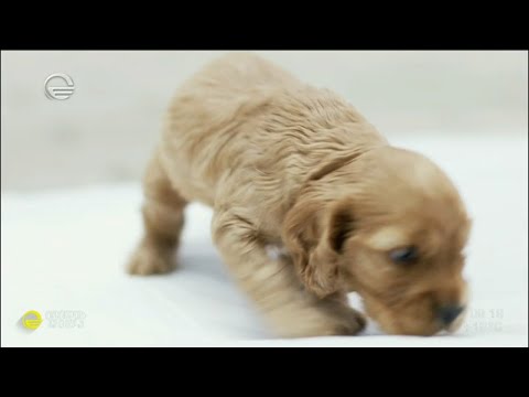ვიდეო: უელსური სპრინგერ სპანიელის ძაღლის ჯიში ჰიპოალერგიული, ჯანმრთელობისა და სიცოცხლის ხანგრძლივობა