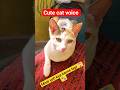 meow meow 😸 #cute#cat#kitty#kitten #catvideos#youtubeshorts#catsound #walkofftheearth#youtube