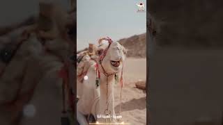 هويدا   ناسينا أنتا   خيمه بدويه  اكسبلور  جديدي سمعها