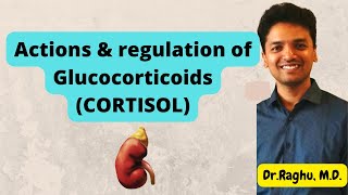 Cortisol - Actions, circadian rhythm & regulation | Adrenal Cortex | Endocrinology