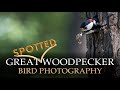 PHOTOGRAPHING GREAT SPOTTED WOODPECKER PART 1 - Wildlife &amp; Bird Photography Vlog