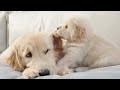 Golden retriever is too tolerant of his naughty puppy brother