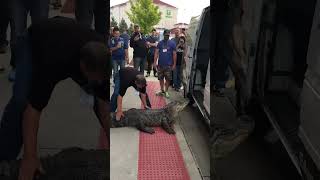 Thumbnail for Apprehensive Alligator Takes Time Getting Into Van
