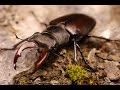 Жук-олень: полет | Stag beetle: flight (Lucanus cervus)