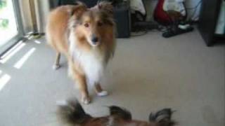 Sheltie Talk  Hear Our Shetland Sheepdogs Sing!