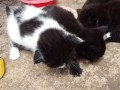 Kittens fighting over food 🐱🐱🐱🐱