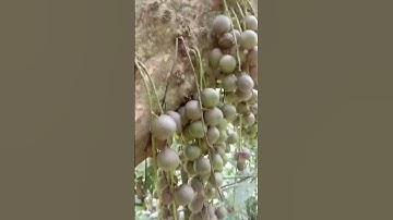 trái rừng mọng nước