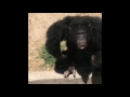 CHIMPANCÉ LANZA PIEDRA