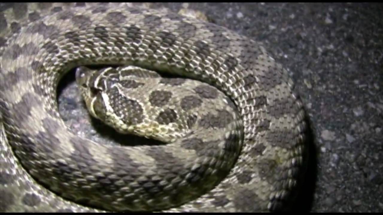 adventures of aladdin Lost Tapes SNAKES!
