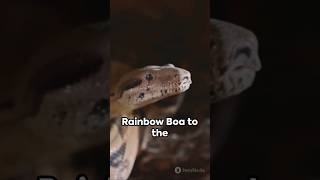 slithering secrets: Unveiling The World Of Snake 🐍