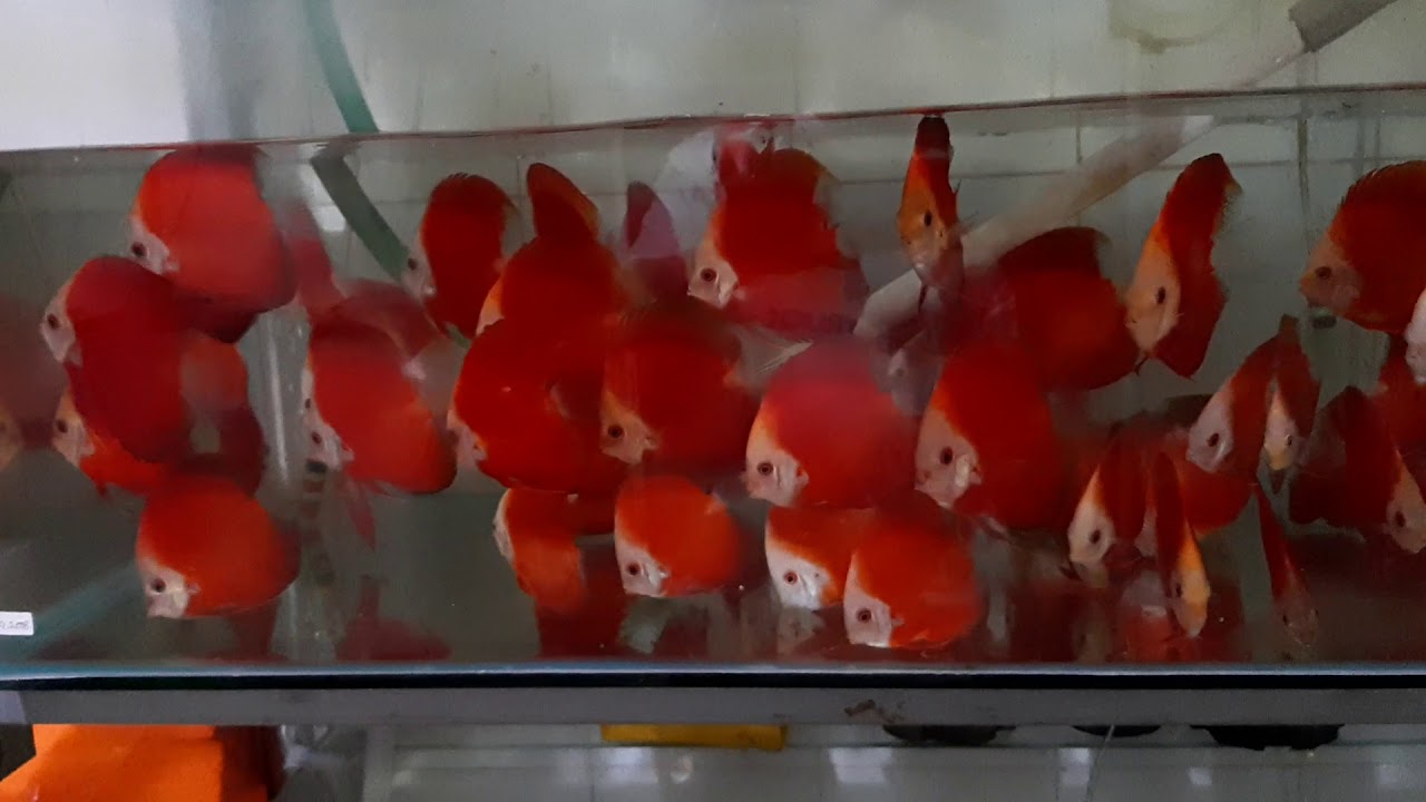 Discus RGD 3 - 3.5 inch - YouTube