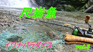 源流ソロキャンプ 岩魚祭り ☆彡 Vol 3 尺岩魚‼! パラダイス 源流ソロキャンプ 岩魚祭り ☆彡 Vol 3 尺岩魚‼! パラダイス
