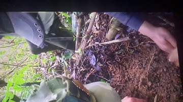 Đi rừng tìm sâm ngọc linh may mắn gặp củ sâm khổng lồ