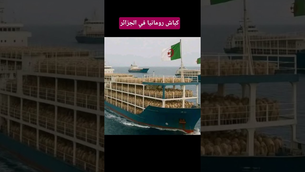 كباش رومانيا في الجزائر