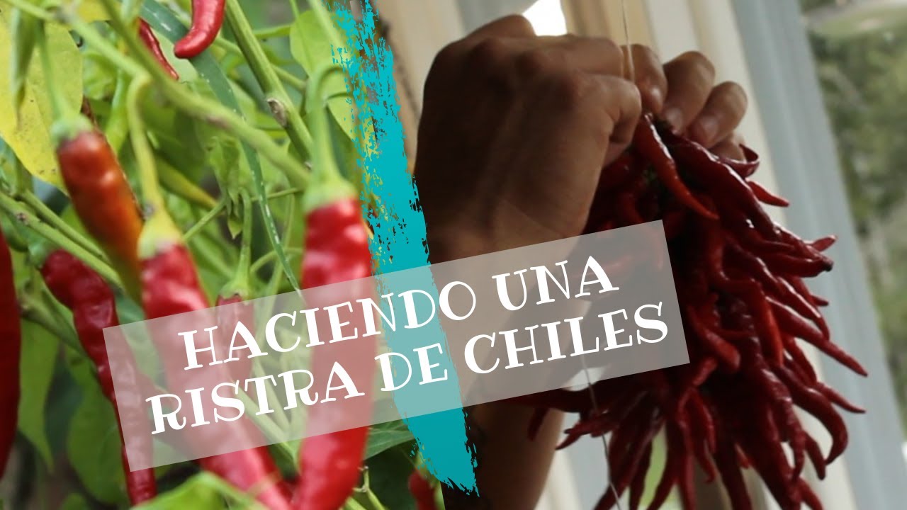 Cómo hacer una ristra para colgar y secar chiles.