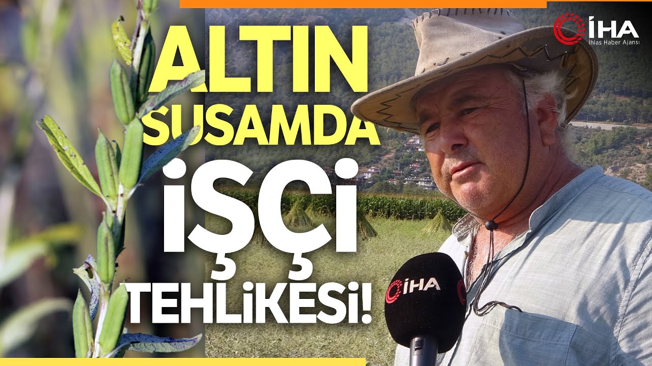 Geleneksel Yöntemlerle Yetiştirilen Organik Sarı Susamda Hasat Zamanı