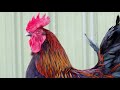 Black Copper Marans Chickens | Chocolate Coloured Eggs