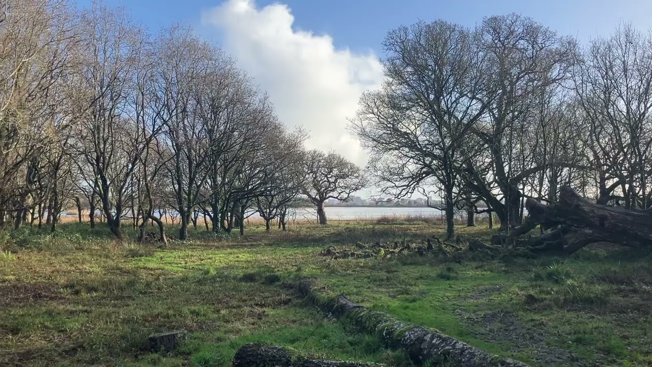 Winter sunshine - Upton Country Park