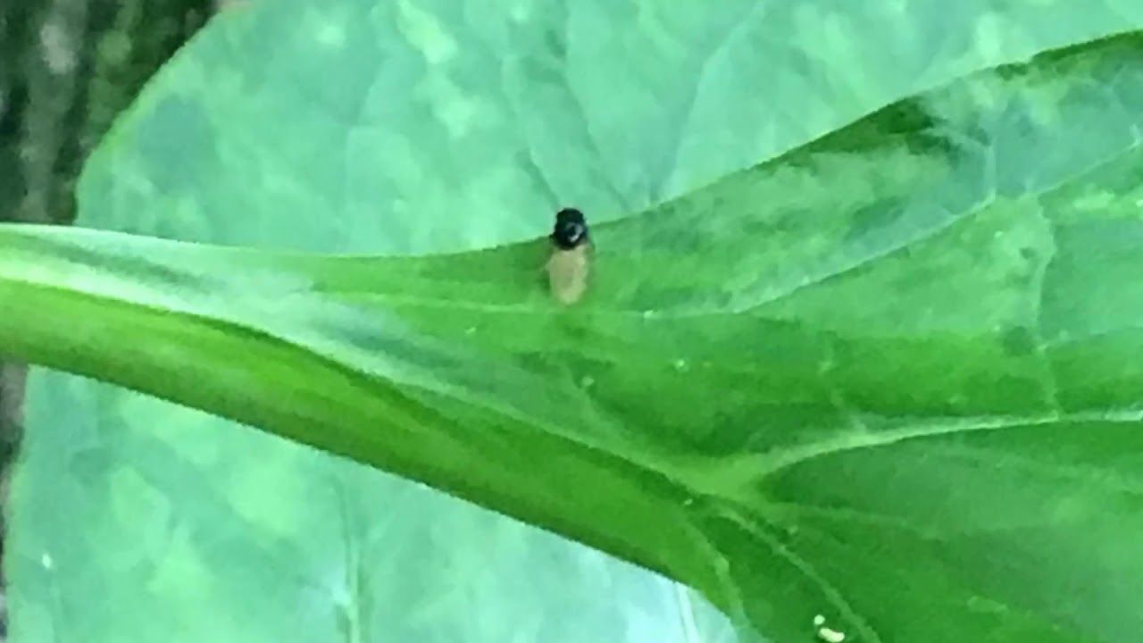 west hazleton pennsylvania mcglynn quinn lesney prokopovich larock moser shafebook