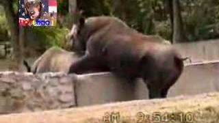 Horny Rhino