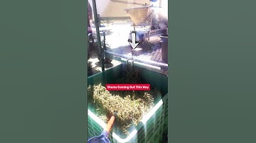 WINE FRUITS SEPARATION FROM STEMS | GRAPES SEPARATION FROM STEMS