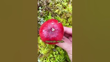 Các Loại Nấm Độc và Lạ  #nấm #mushroom