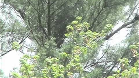 Honey Bee Swarm Leaving a Hive