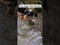 Kid Catches Record Fish for Okie Noodling Tournament!!! State #7 | Oklahoma!!! #shorts #catfish