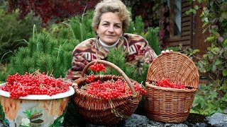 Супер ягода для здоровья  Калина красная