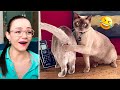 Funny Cats And Dogs Videos That Make You Laugh 😂