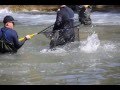 Salmon Transfer Bowmanville, Ontario