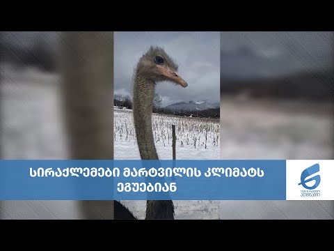 სირაქლემები მარტვილის კლიმატს ეგუებიან