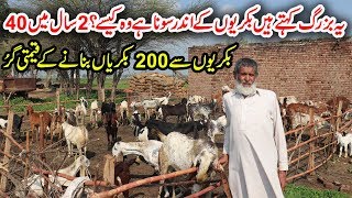 Virk Goat Farm in Sialkot | Desi Goat Farming Tips | Goat Farming 2020 in Punjab