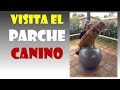 Jose Arca Recomienda El Parche Canino